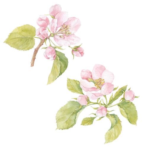 原创位图 水彩苹果花叶两枝白背景