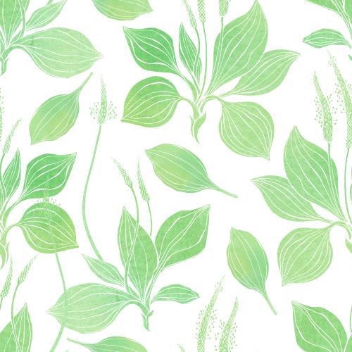 原创位图 水彩车前草白底