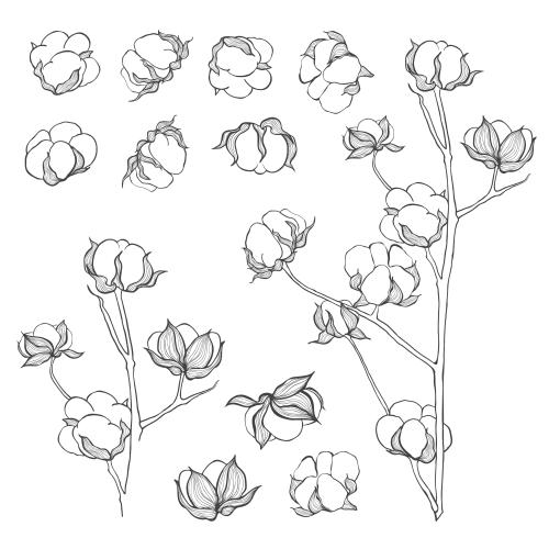 棉花。矢量图 棉花枝与棉铃，白色款可选