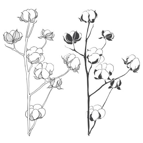 棉花。矢量图 纯棉白底双枝
