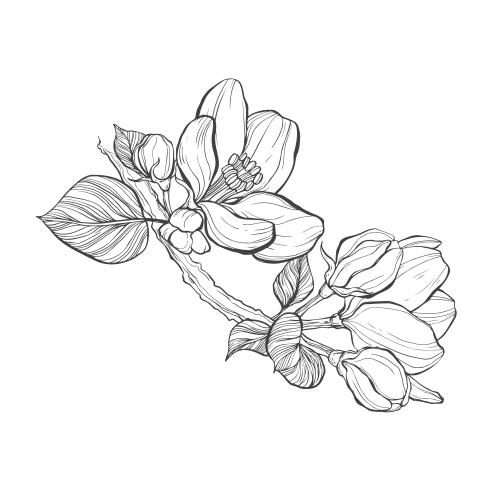 苹果花。矢量图 苹果树枝有花朵和花苞