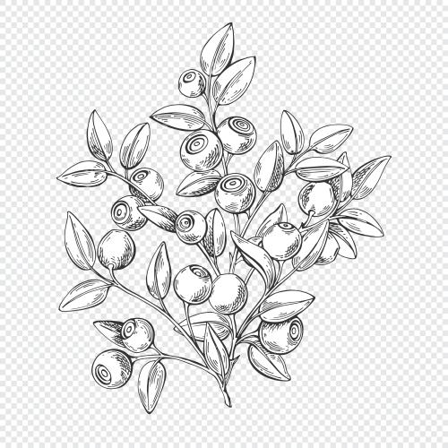 蓝莓。矢量图 蓝莓灌木