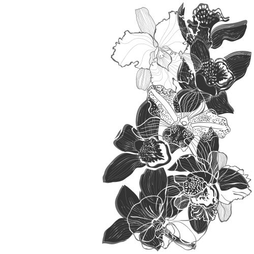 矢量图片 兰花, 剪影与轮廓, 文字留白