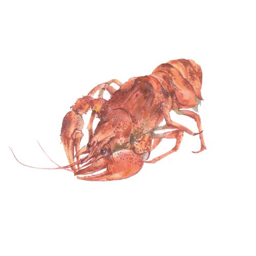 原创位图 白色背景上的水彩煮熟小龙虾
