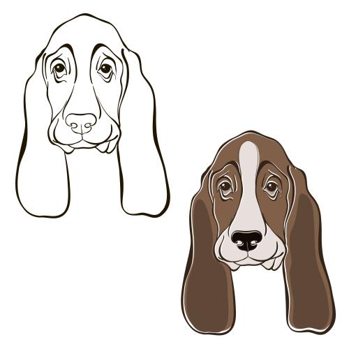 巴吉度猎犬。矢量图 白底巴吉度猎犬头像