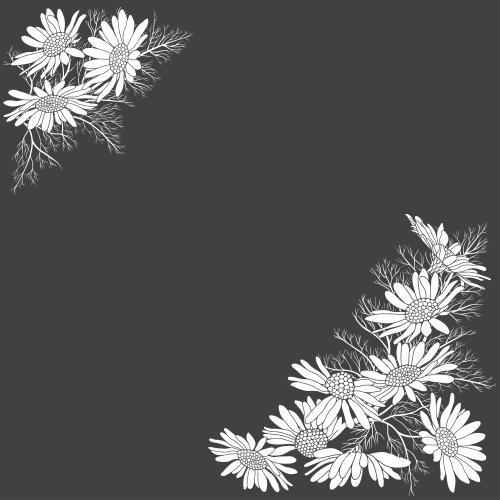 矢量图片 洋甘菊 黑色文本区 角落构图