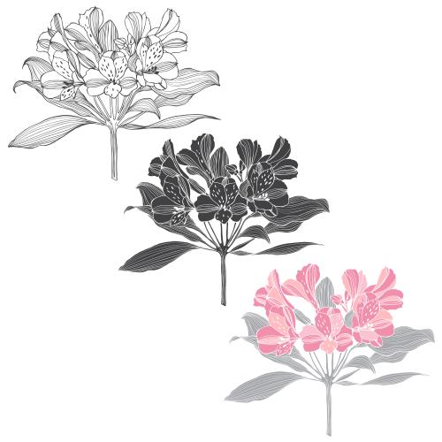 六出花。矢量图 秘鲁花 三款白底