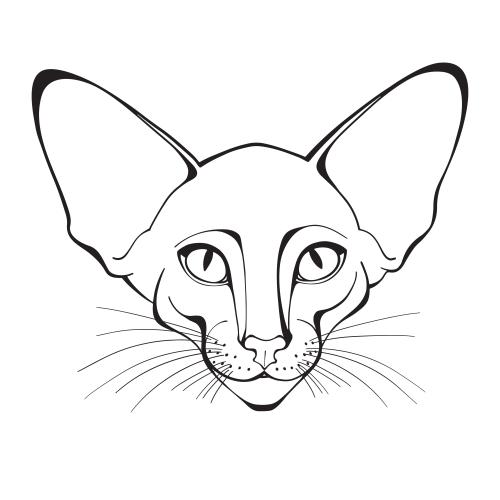 东方猫。矢量图 东方猫脸白底