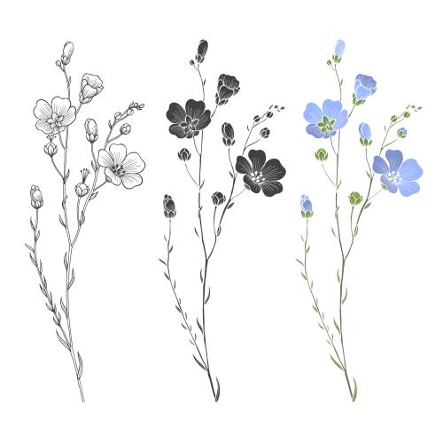 亚麻。矢量图 亚麻嫩枝与花朵及花蕾的白色背景设计，三种款式