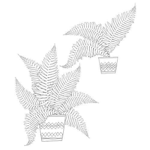 蕨类植物。矢量图 蕨类植物盆栽,白底素描