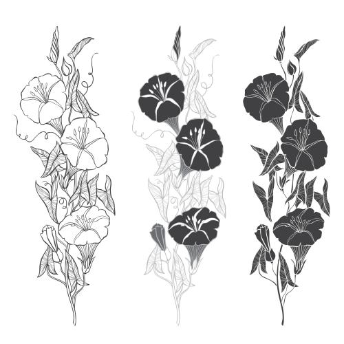 牵牛花。矢量图 花藤——三种不同款式