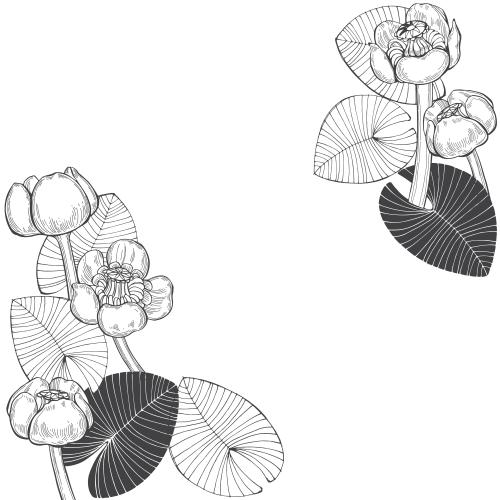 水百合矢量图下载 - 高清可商用矢量图形 单色水莲花和叶子 - 留白处的文本位置 - 角部构图