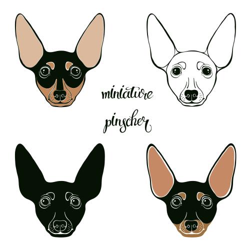 狗。矢量图 可爱的平彻犬面部表情 四种白色背景设计