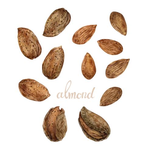 原创位图 带壳和去壳的杏仁坚果