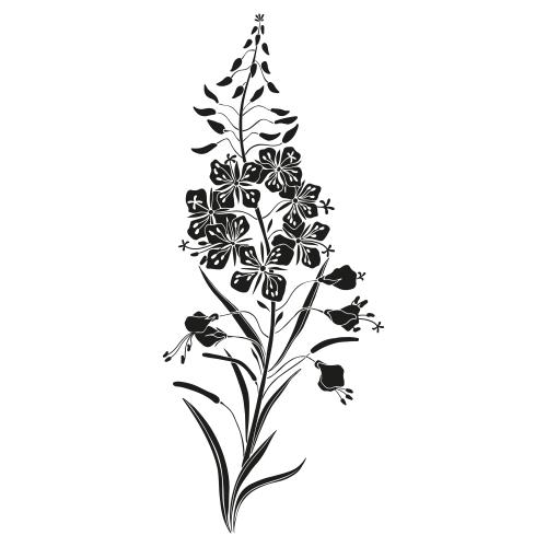柳兰。矢量图 基普雷 伊万茶 白底黑影