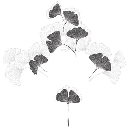 银杏树。矢量图 白底银杏叶画