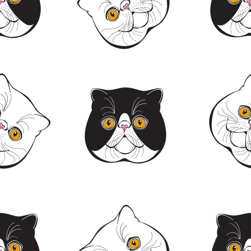 异国短毛猫。矢量图 异国猫咪，白色背景上的可爱猫脸