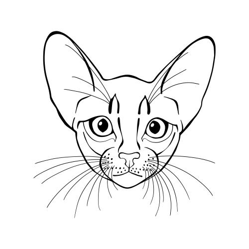 动物。矢量图 阿比西尼亚猫 白底可爱猫脸
