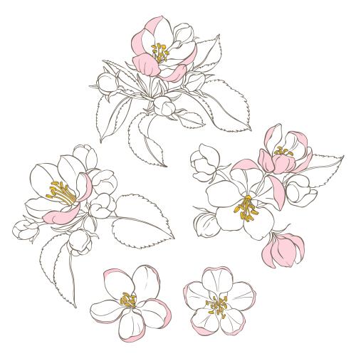 苹果花。矢量图 苹果树花