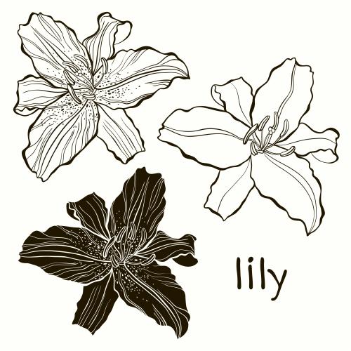 百合。矢量图 花瓣轮廓和百合花的轮廓，隔离的元素在白色背景