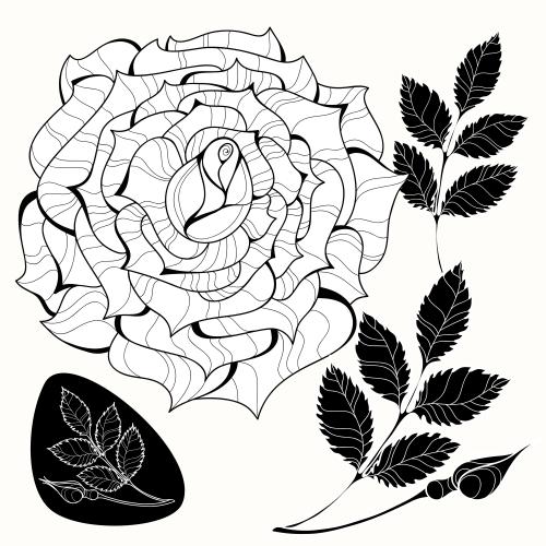 玫瑰花。矢量图 装饰玫瑰，带花蕾的粉色枝条，白色背景上的孤立元素