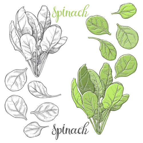 菠菜。矢量图 单色与白底彩色版菠菜