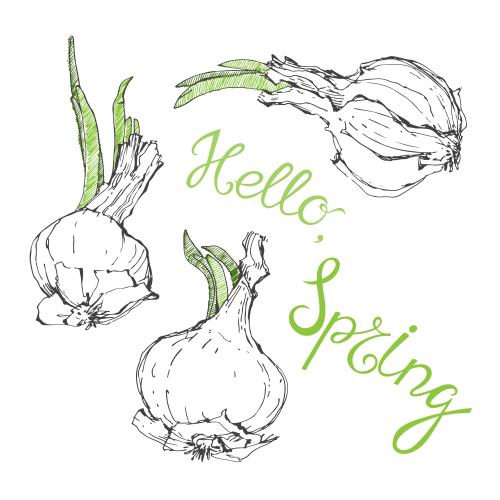 洋葱。矢量图 洋葱头带绿芽，白底上印有英文“hello spring”