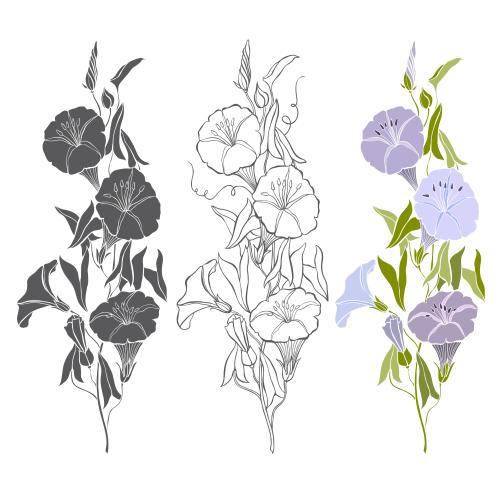 牵牛花。矢量图 牵牛花三种不同款式白色背景