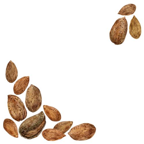 原创位图 白色背景上带文字空间的水彩杏仁角构图