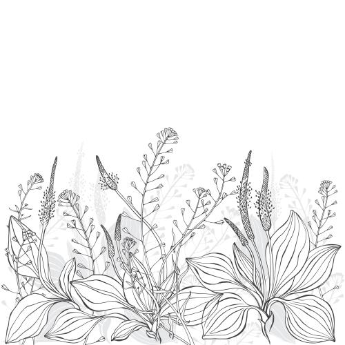 马齿苋。矢量图 车前草，荠菜，白底文字区