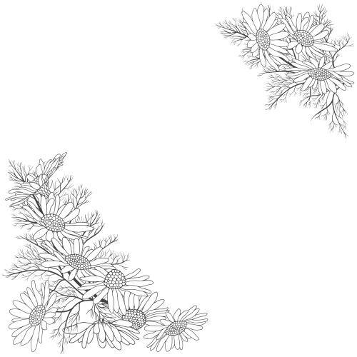 矢量图片 洋甘菊白色角装饰图案留白处