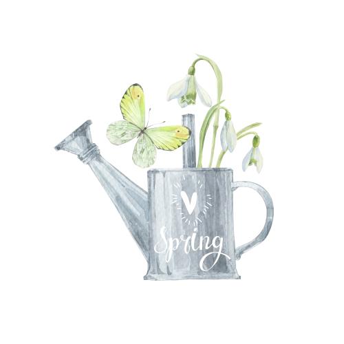 原创位图 春日水彩雪滴花束与蝴蝶及心形浇水壶并配有白底“spring”字样