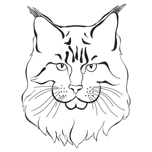 猫。矢量图 缅因猫 白色可爱小脸