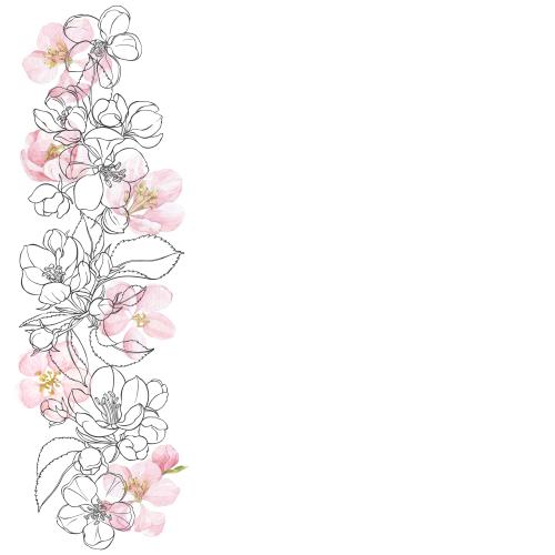 原创位图 水彩苹果花与树叶轮廓，白色背景上的文字空间