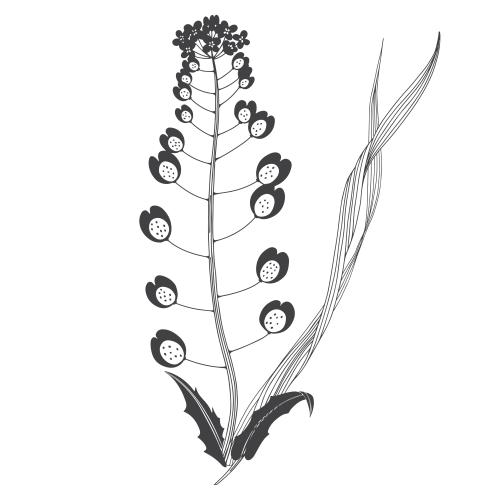 矢量图片 白底植物创作与野花草本