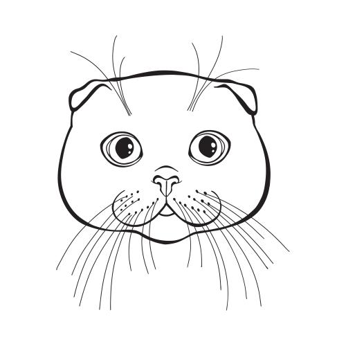 苏格兰折耳猫。矢量图 苏格兰折耳猫白色背景上的可爱脸庞