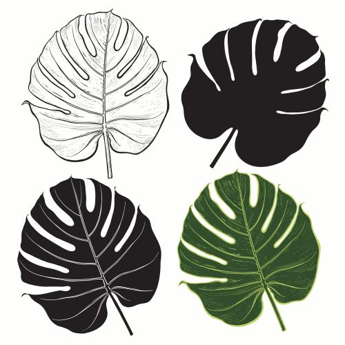 棕榈树。矢量图 棕榈叶，四个白色背景变体