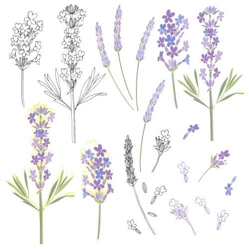 薰衣草。矢量图 薰衣草-白色背景选择