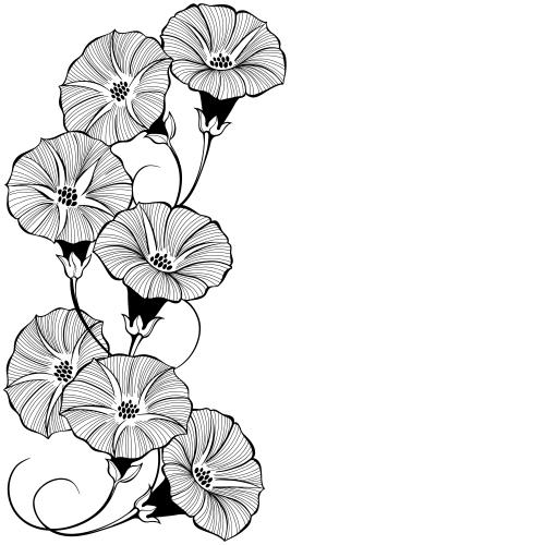 牵牛花。矢量图 牵牛花和白色文字位置