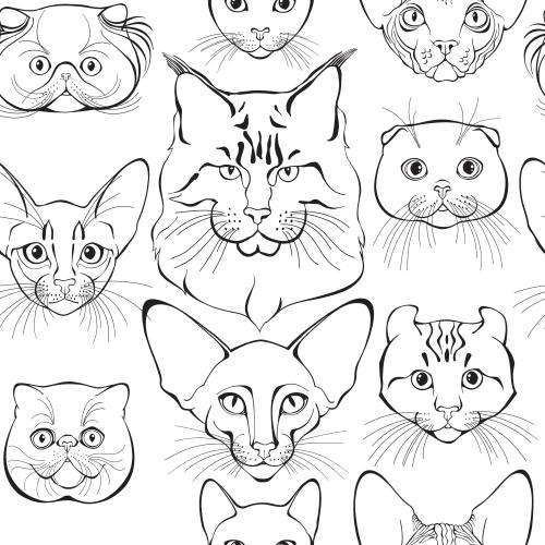 卷耳猫。矢量图 不同品种可爱的猫咪面部特写在白色背景上