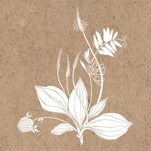 矢量图片 车前草、三叶草、野花、牛皮纸上的白色轮廓
