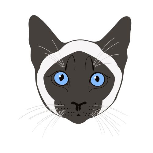 暹罗猫。矢量图 暹罗猫，白底彩色可爱脸庞