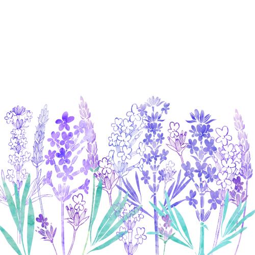 薰衣草。矢量图 水彩薰衣草·纯白书写页