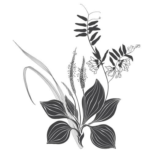 矢量图片 白底植物组合 带草叶车前草和野花