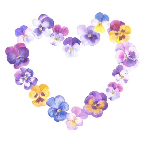原创位图 水彩画三色堇，白色背景心形花卉边框