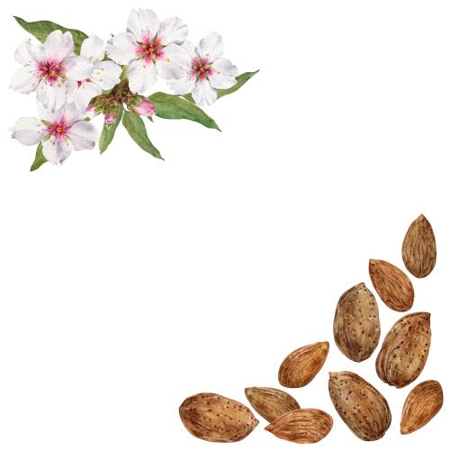 原创位图 白色背景上带文字空间的水彩杏仁果和杏花角构图