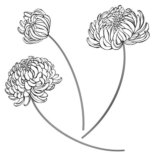菊花。矢量图 三朵菊花，白底黑边