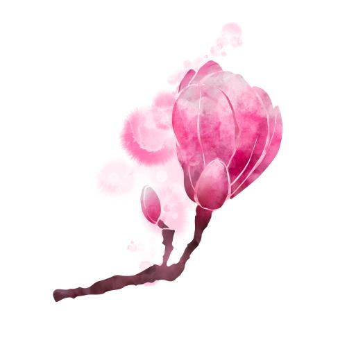 原创位图 木兰花蕾装饰水彩泼墨白色背景
