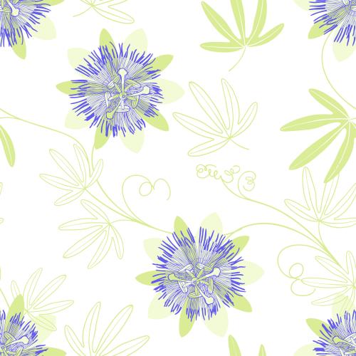 鸡冠花。矢量图 白底上的西番莲鲜花和叶子