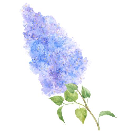 原创位图 紫丁香小枝